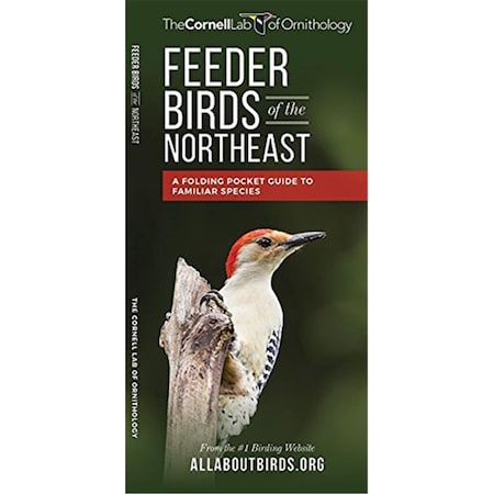 Feeder Birds Of The Northeast US Guide